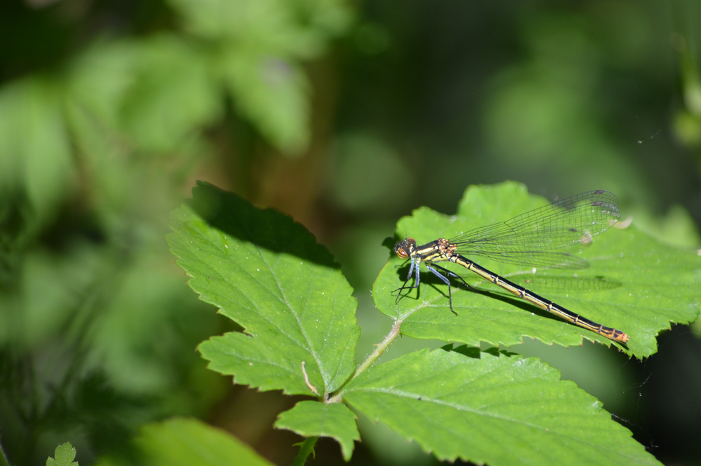 femmina di Coenagrionidae:  Pyrrhosoma nymphula